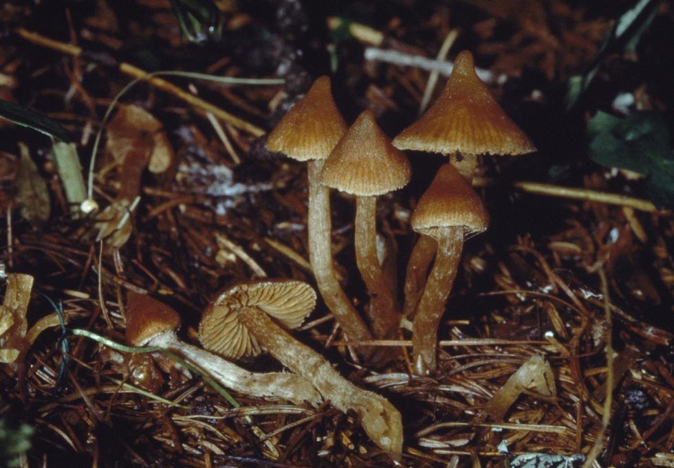 A Beginner's Guide On How To Safely Do Magic Mushrooms As A Black Person