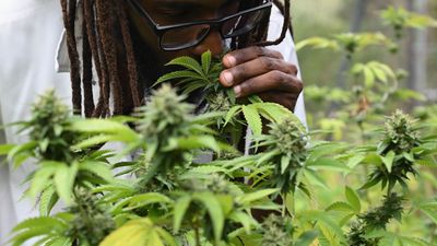 Jamaica is Running Out of Weed