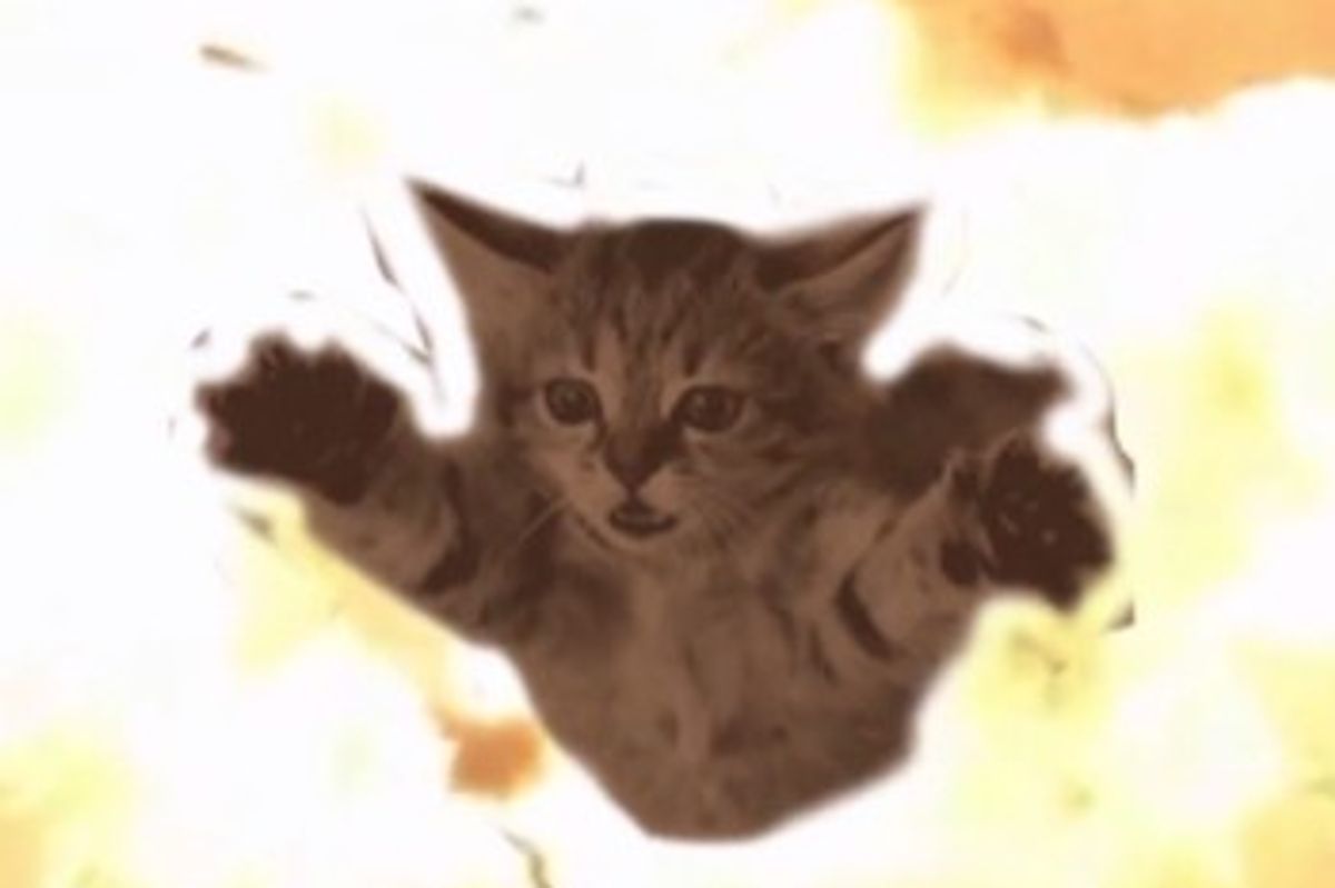 The Fan-Led 'Meow The Jewels' Remix LP Is Full Funded & Sports A Fun Trailer From Mass Appeal.
